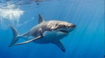 数数大白鲨,揭秘海洋中的神秘巨兽