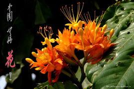 花开无忧,探寻心灵绽放的奥秘